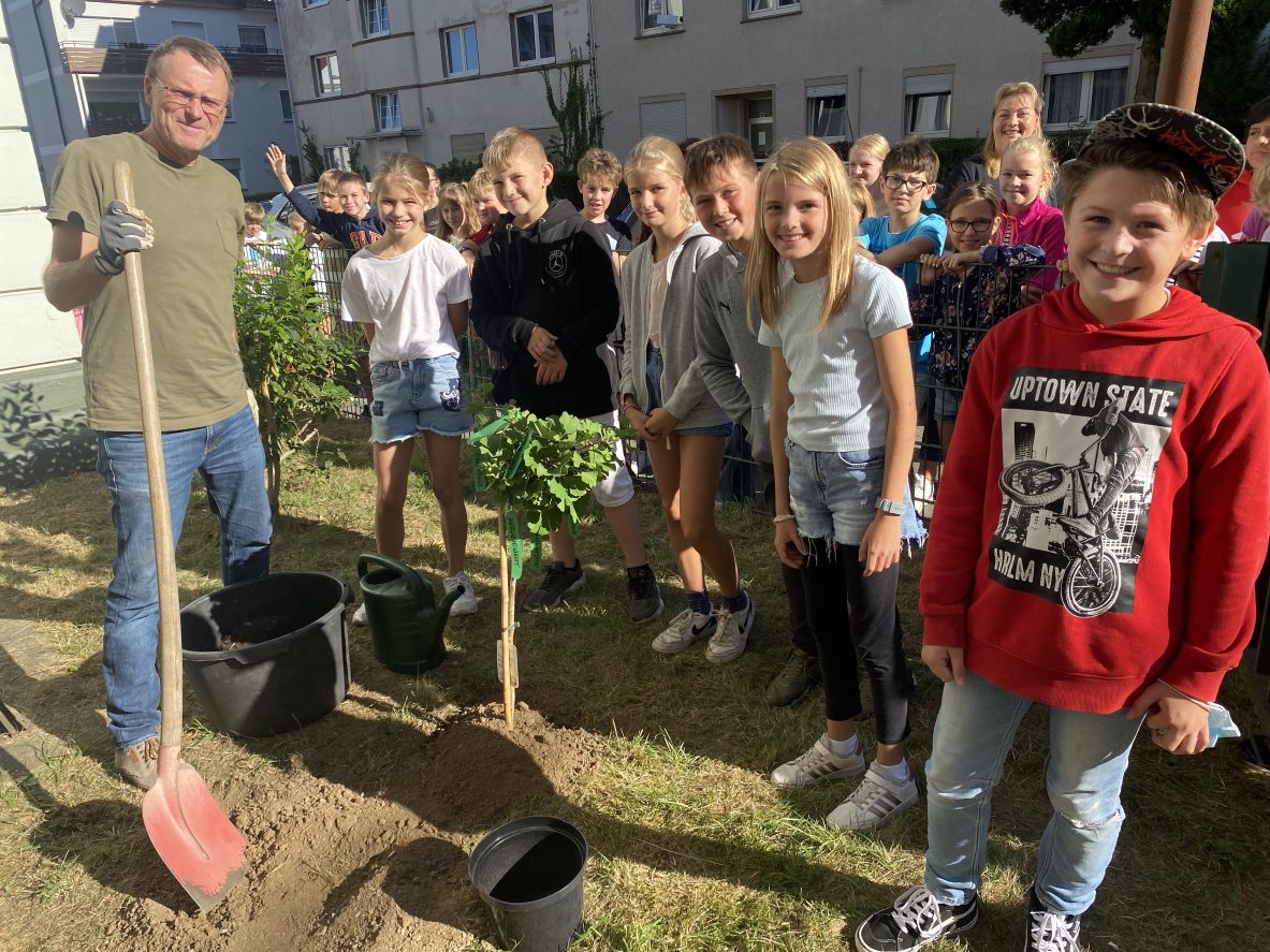 Ginkgo-wird-gepflanzt